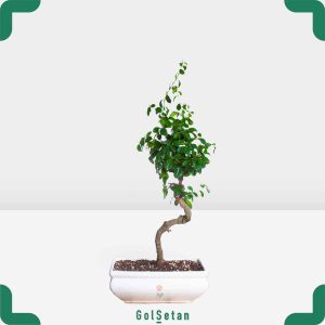گلدان بونسای کارمونا خاص