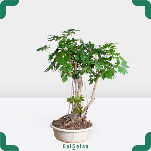 گلدان بونسای شفلرا مقاوم