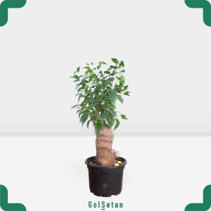 گلدان بونسای ناتاشا زیبا