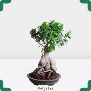 بونسای جینسینگ میکروکارپا جذاب