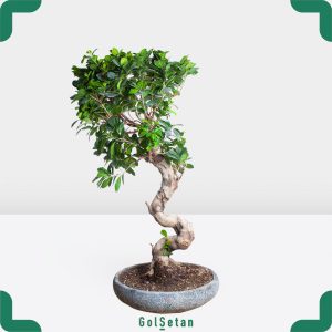 بونسای فیکوس میکروکارپا جذاب