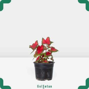 گلدان کالادیوم متوسط خاص