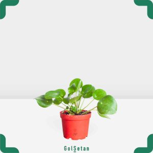 گیاه پول چینی کوچک زیبا