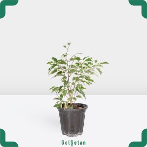 گلدان بنجامین ابلق زیبا