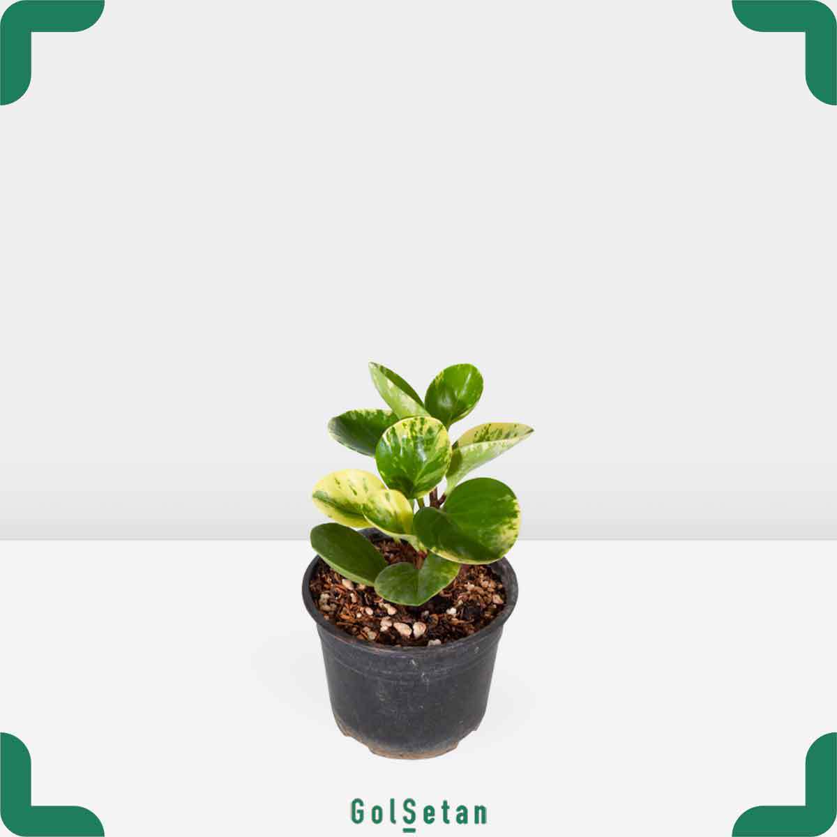 colored-peperomia-plant-pot گلدان قاشقی ابلق متوسط زیبا