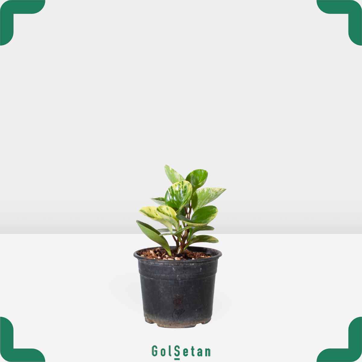 colored-peperomia-plant گلدان قاشقی ابلق متوسط خاص