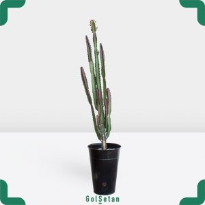 افوربیا تریگونا قرمز در گلدان فلزی زیبا