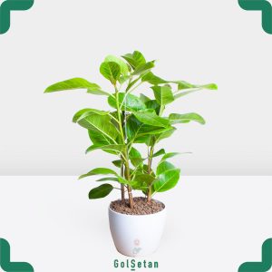 فیکوس آلتیسیما سه شاخه خاص