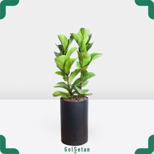 فیکوس لیراتا در گلدان مشکی خاص