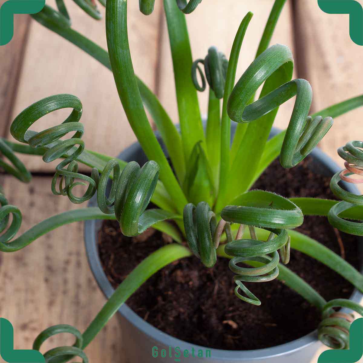 green-albuca-spiralis-pot گلدان آلبوکا اسپیرالیس زیبا