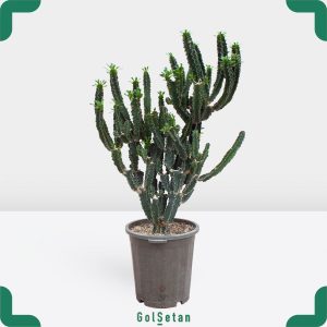 گلدان افوربیا اینگنس کلکسیونی