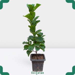 گلدان فیکوس لیراتا بلند مقاوم