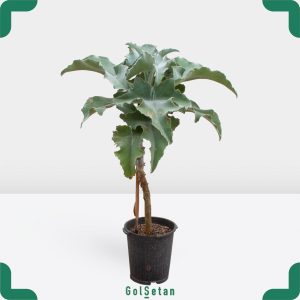 کالانکوئه مخملی بزرگ خاص