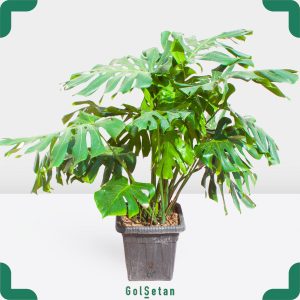 گلدان برگ انجیری بزرگ خاص