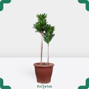 دراسنا کامپکت پایه دار زیبا