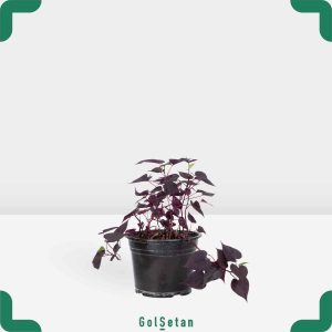 گلدان ایپومیا متوسط زیبا