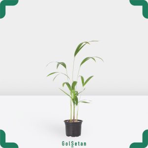 گلدان نخل اریکا متوسط زیبا