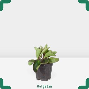 گلدان قاشقی لب ماتیکی متوسط خاص