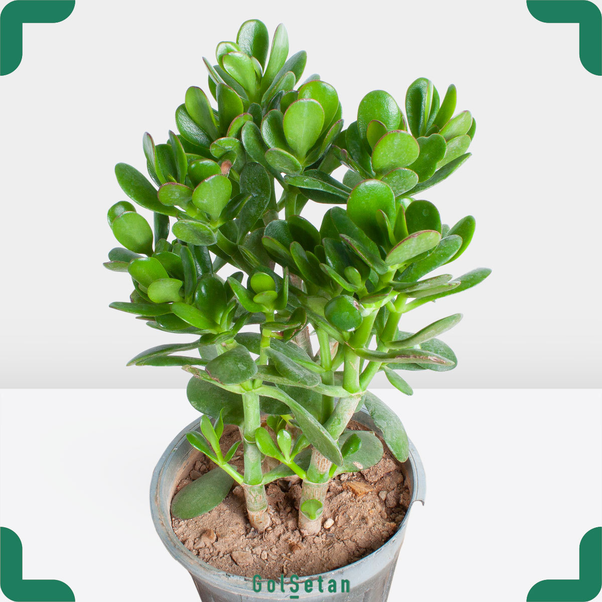 medium-green-crassula-pot-plant گلدان گیاه یشم متوسط جذاب