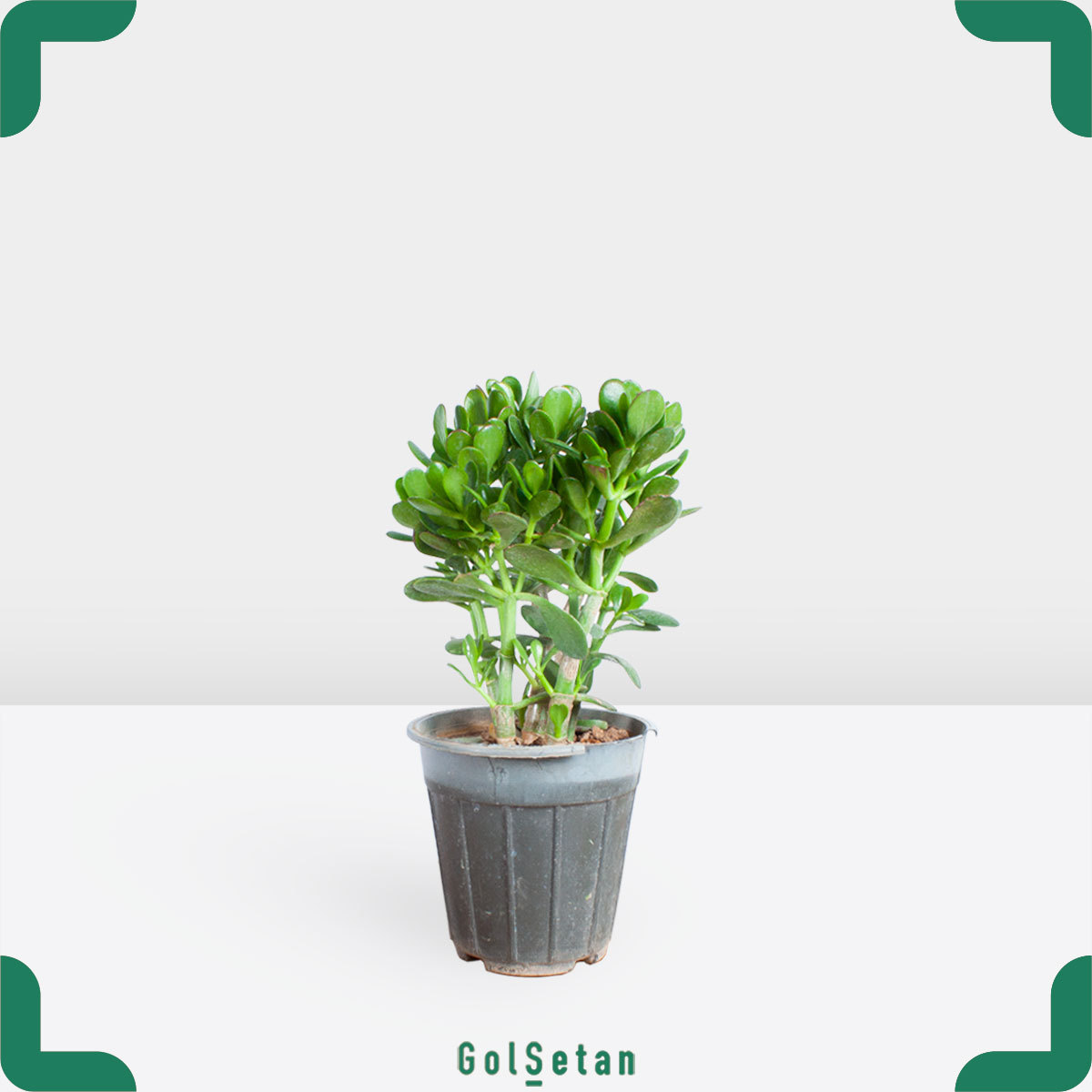 medium-green-crassula-pot گلدان گیاه یشم متوسط زیبا