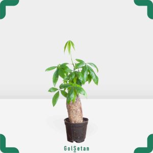 پاچیرا تک تنه متوسط زیبا