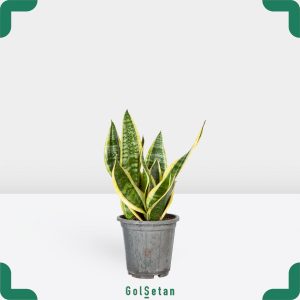 سانسوریا ابلق کراواتی متوسط مقاوم