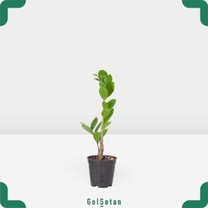 گلدان زاموفیلیا متوسط مقاوم