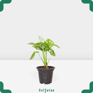 گلدان پتوس حصیری خاص