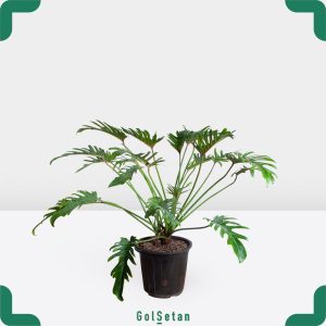 گلدان فیلودندرون زانادو مقاوم