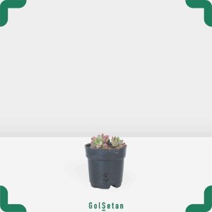 گلدان اچوریا صورتی زیبا