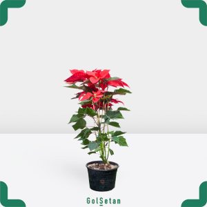 گلدان بنت قنسول متوسط جذاب