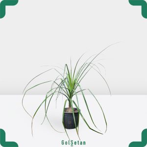 گلدان لیندا جذاب