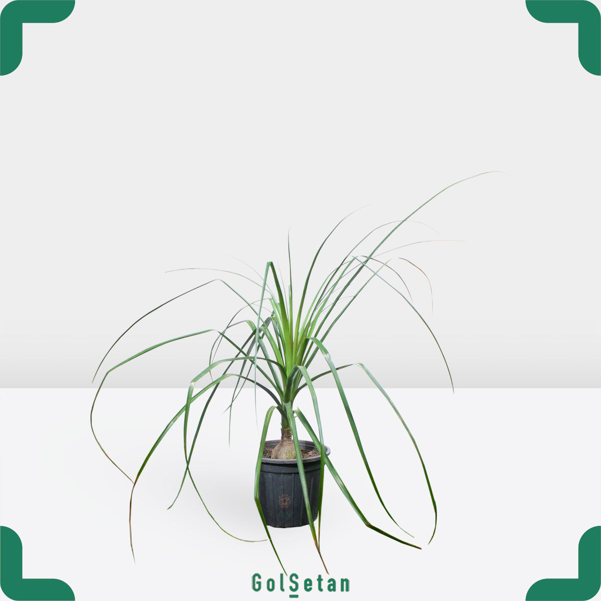 ponytail-palm-pot گلدان لیندا جذاب