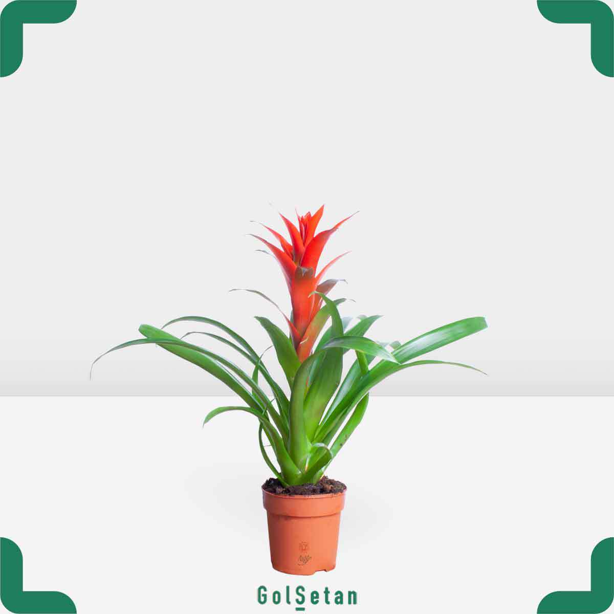 red-bromeliad-guzmani-plant-pot گازمانیا گل قرمز جذاب