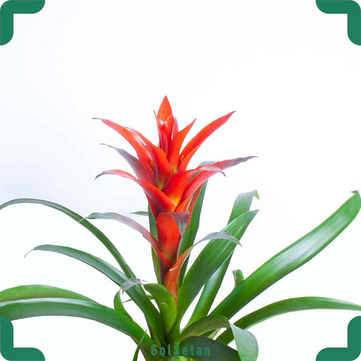 red-guzmani-plant-pot گازمانیا گل قرمز زیبا