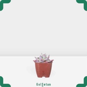 گلدان اچوریا رد رومئو خاص