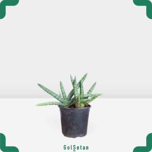 گلدان سانسوریا بونسل خاص