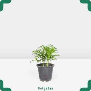 گلدان شامادورا کوچک زیبا