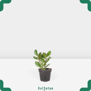 گلدان گیاه یشم کوچک زیبا