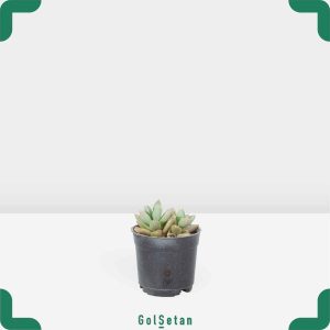 گلدان اچوریا سبز کوچک و زیبا