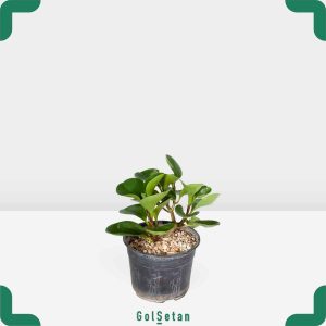 گلدان قاشقی سبز کوچک مقاوم