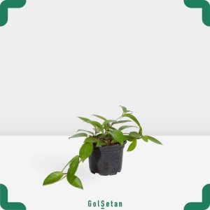 گلدان هویا کوچک زیبا