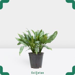 گلدان آگلونما ایرانی کوچک زیبا