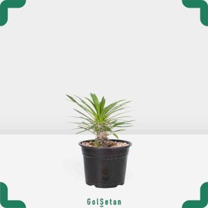 گلدان نخل ماداگاسکار مینیاتوری کوچک خاص