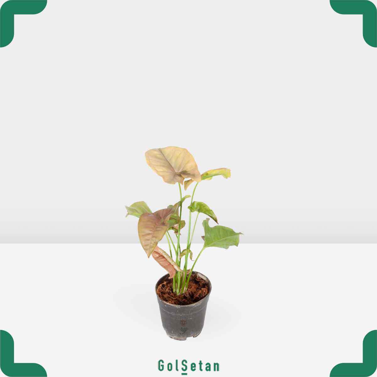 syngonium-pink-pot-plant گلدان سینگونیوم صورتی خاص