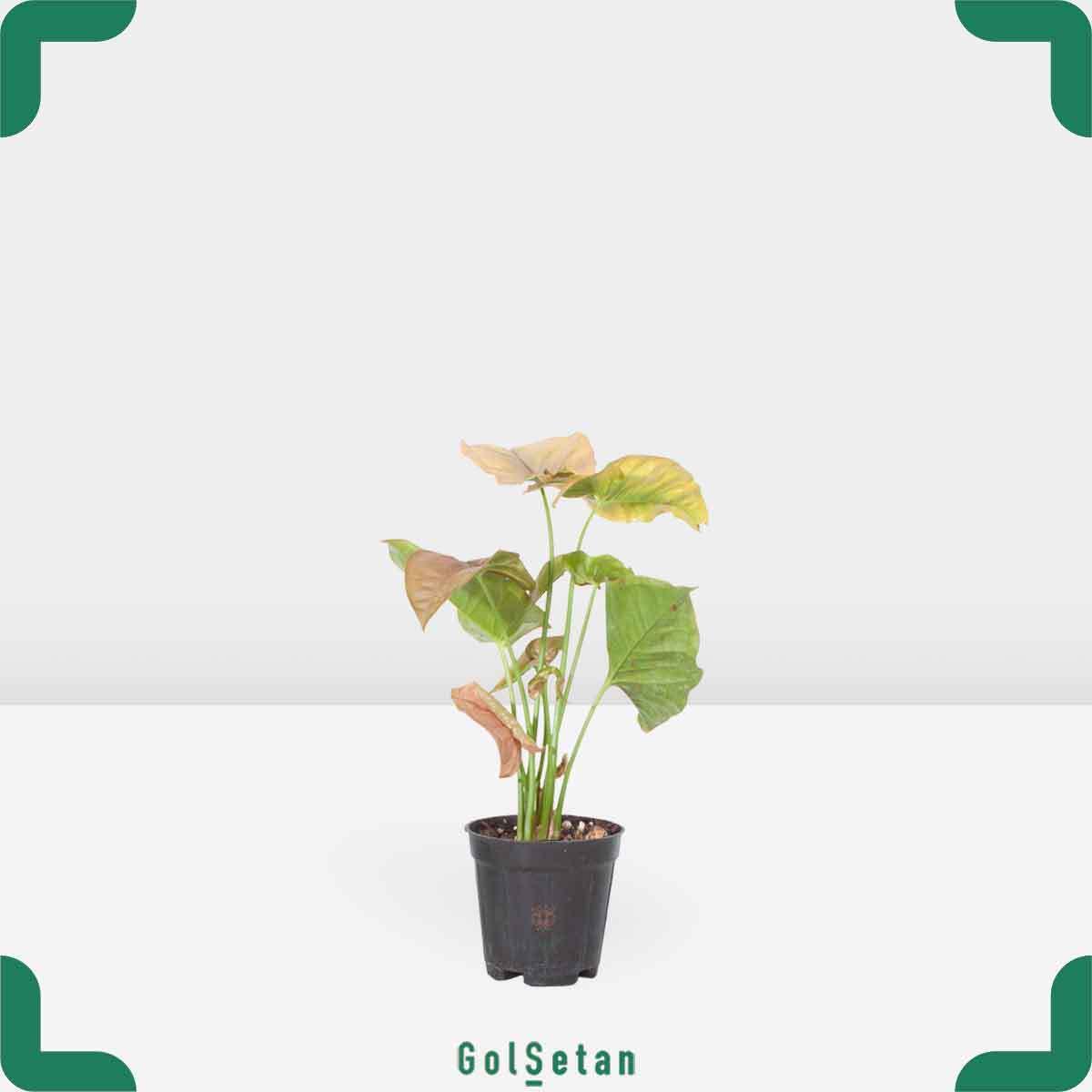 syngonium-pink-pot گلدان سینگونیوم صورتی زیبا