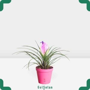 تیلاندسیا در گلدان صورتی زیبا