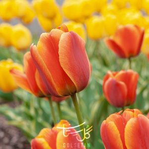 گل لاله tulip