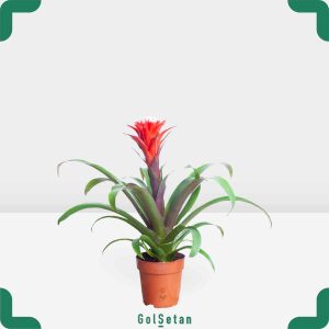 گازمانیا گل قرمز سفید خاص