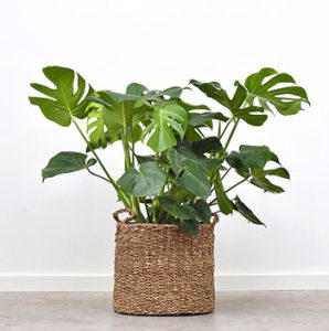 گیاه آپارتمانی